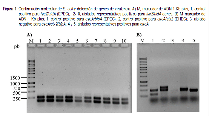 Figura 1. Confirmación molecular de E. coli y detección de genes de virulencia. A) M, marcador de ADN 1 Kb plus; 1, control positivo para lacZ/uidA (EPEC);  2-10, aislados representativos positivos para lacZ/uidA genes. B) M, marcador de ADN 1 Kb plus; 1, control positivo para eaeA/bfpA (EPEC); 2, control positivo para eaeA/stx2 (EHEC); 3, aislado negativo para eaeA/stx2/bfpA; 4 y 5, aislados representativos positivos para eaeA
 
