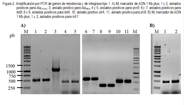 Figura 2. Amplificación por PCR de genes de resistencia y de integrasa tipo 1. A) M, marcador de ADN 1 Kb plus; 1 y 2, aislados positivos para blaCTX-M; 3, aislado positivo para blaTEM; 4 y 5, aislados positivos para qnrB; 6 y 7, aislados positivos para tetB; 8 y 9, aislados positivos para tetA; 10, aislado positivo strA; 11, aislado positivo para strB. B) M, marcador de ADN 1 Kb plus; 1 y 2, aislados positivos para intI1
 
